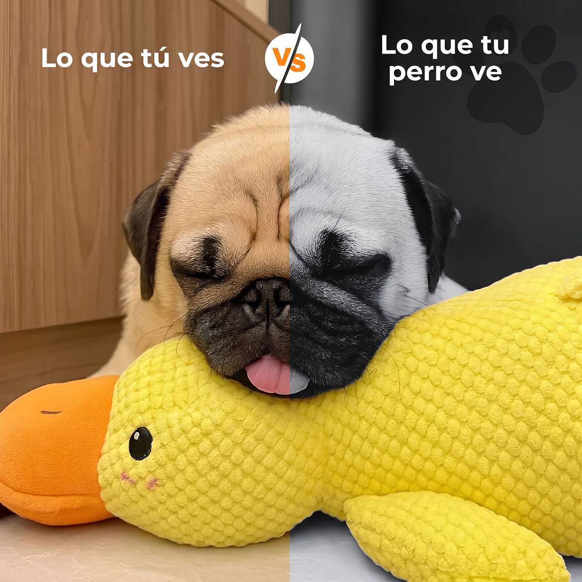 PATO
